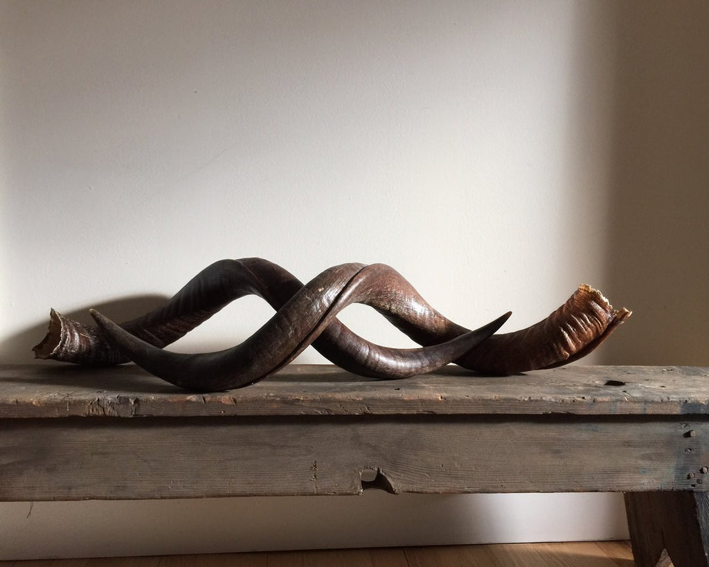 Exquisite Kudu Horns